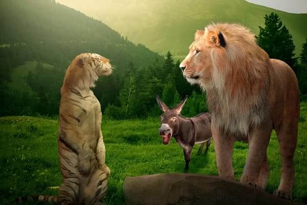 Lion, Tiger, Donkey